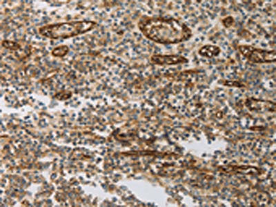 PECAM1 Antibody