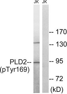 Phospho-PLD2 (Tyr169) Antibody