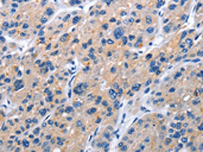 TNFRSF9 Antibody