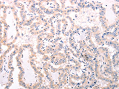 TRAF3IP1 Antibody