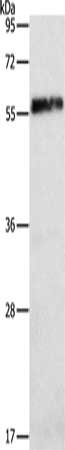 HEXIM1 Antibody