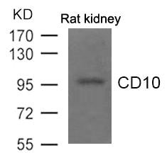 MME Antibody