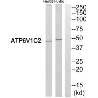 ATP6V1C2 Antibody