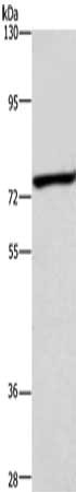 ABCB8 Antibody