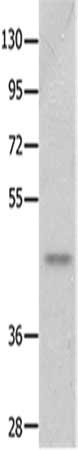 NTSR2 Antibody