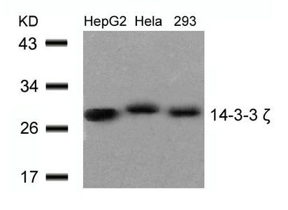 YWHAZ (Ab-58) Antibody