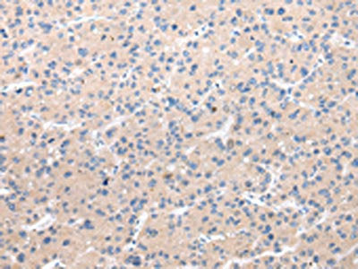 CHRM5 Antibody