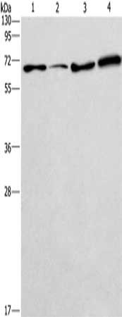 BIN3 Antibody