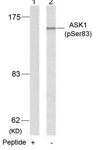Phospho-MAP3K5 (Ser83) Antibody