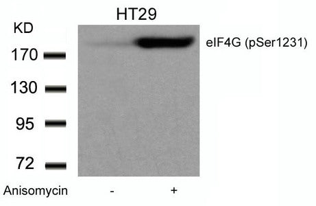 Phospho-EIF4G1 (Ser1232) Antibody