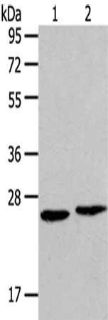 HMGB2 Antibody