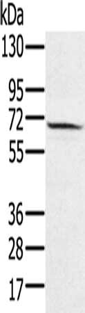 HSF2 Antibody