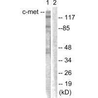 MET (Ab-1003) Antibody