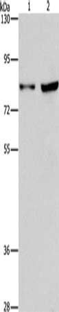 MYB Antibody