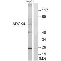 ADCK4 Antibody