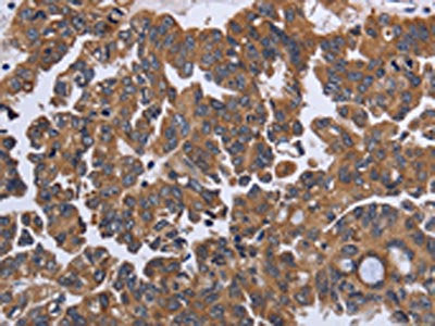 CA4 Antibody