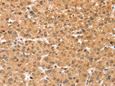 SNX30 Antibody