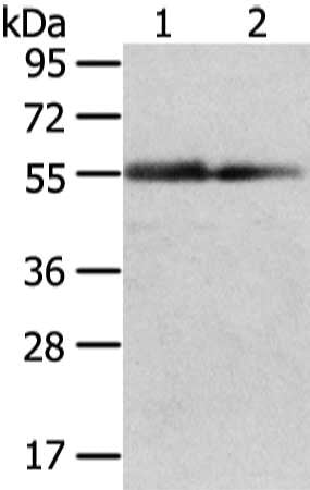 XK Antibody