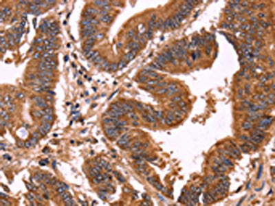 ERP29 Antibody