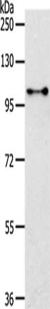 NFATC4 Antibody