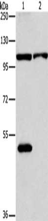 NLRP3 Antibody