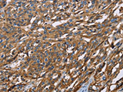 BSG Antibody