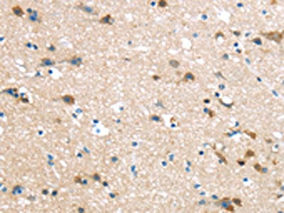 HAUS7 Antibody