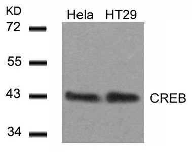 CREB1 (Ab-129) Antibody