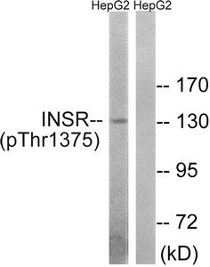 Phospho-INSR (Thr1375) Antibody