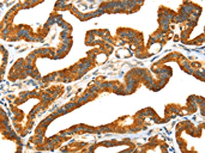 PRSS50 Antibody