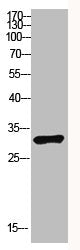 PENK Antibody