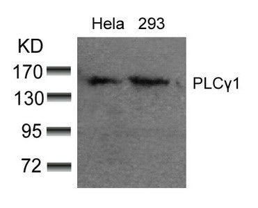 PLCG1 (Ab-783) Antibody