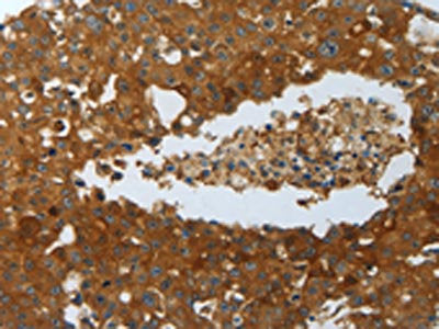 MYD88 Antibody