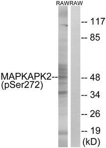 Phospho-MAPKAPK2 (Ser272) Antibody