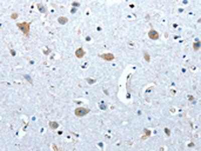 COX7B2 Antibody