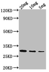 NAM8 Antibody