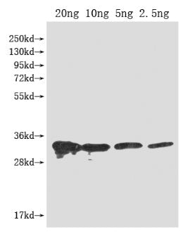 PFP-BETA1 Antibody