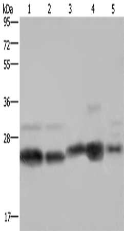 NDUFV2 Antibody