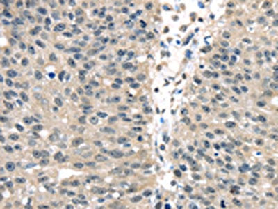 UCHL3 Antibody
