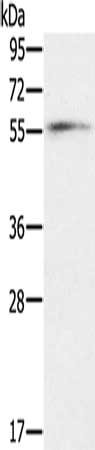 OXSR1 Antibody