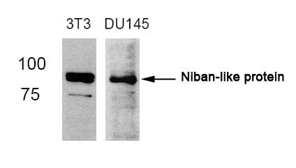 FAM129B (Ab-712) Antibody