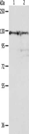PC Antibody