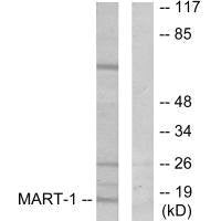 MLANA Antibody