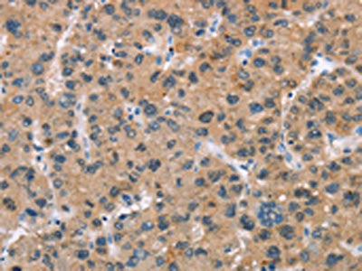 BAI2 Antibody