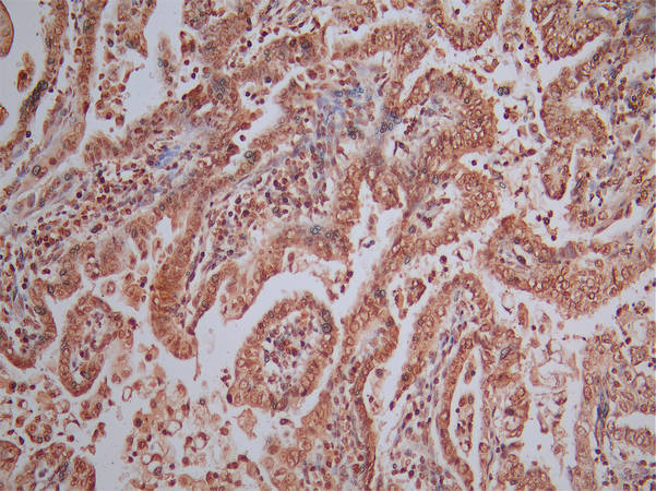 AIFM1 Recombinant Monoclonal Antibody