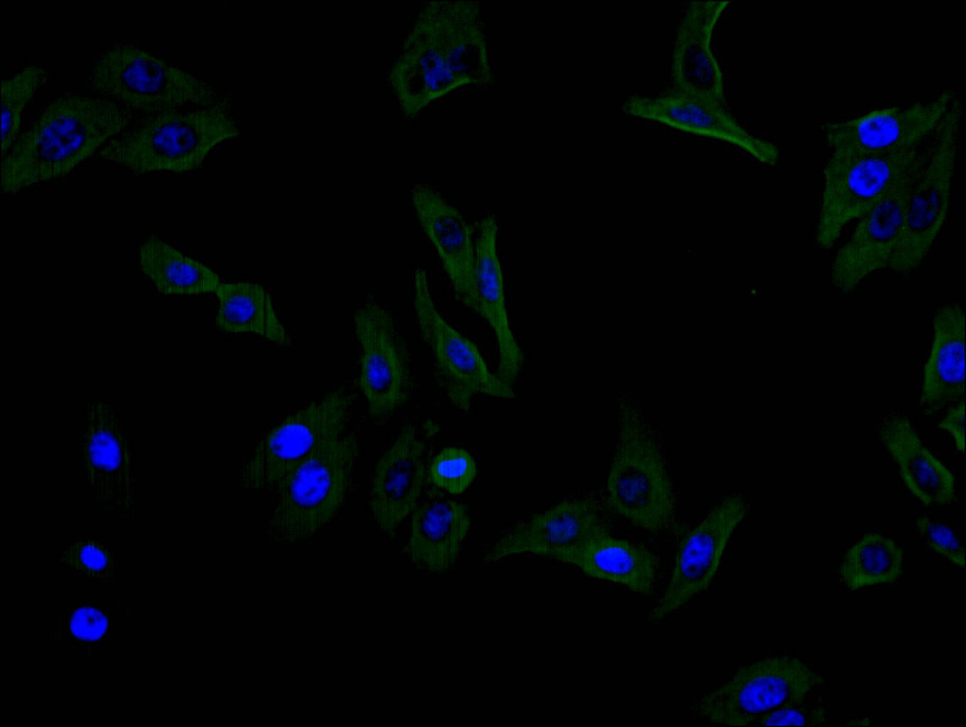 ANPEP Recombinant Monoclonal Antibody