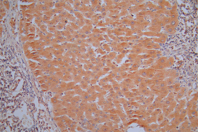 ANXA1 Recombinant Monoclonal Antibody
