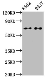 ATF2 Antibody