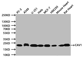 CAV1 Recombinant Monoclonal Antibody