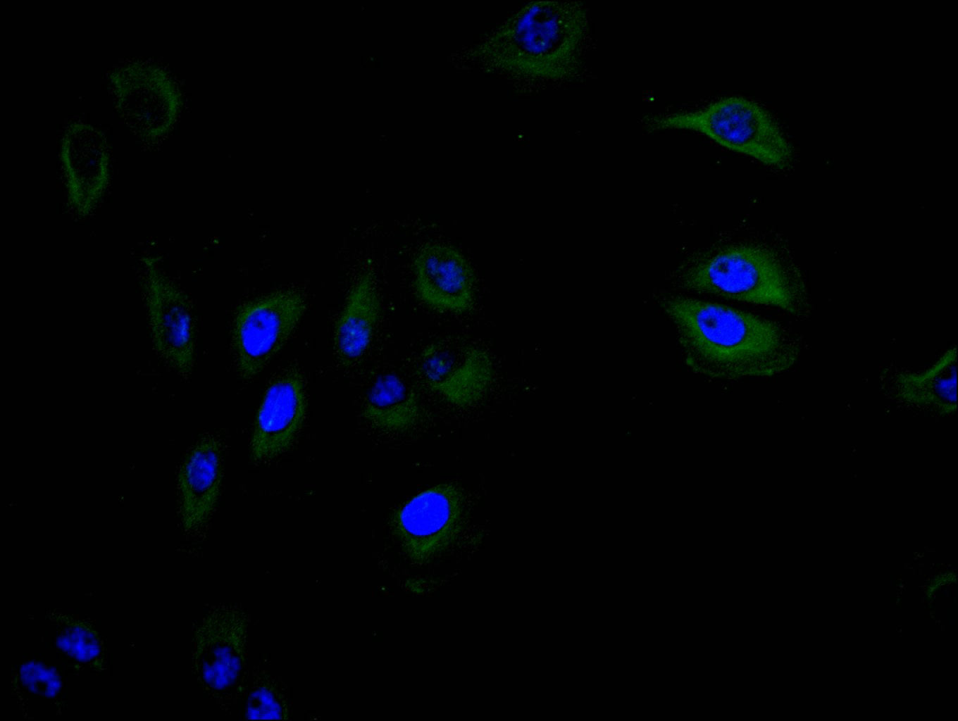 CD40 Recombinant Monoclonal Antibody